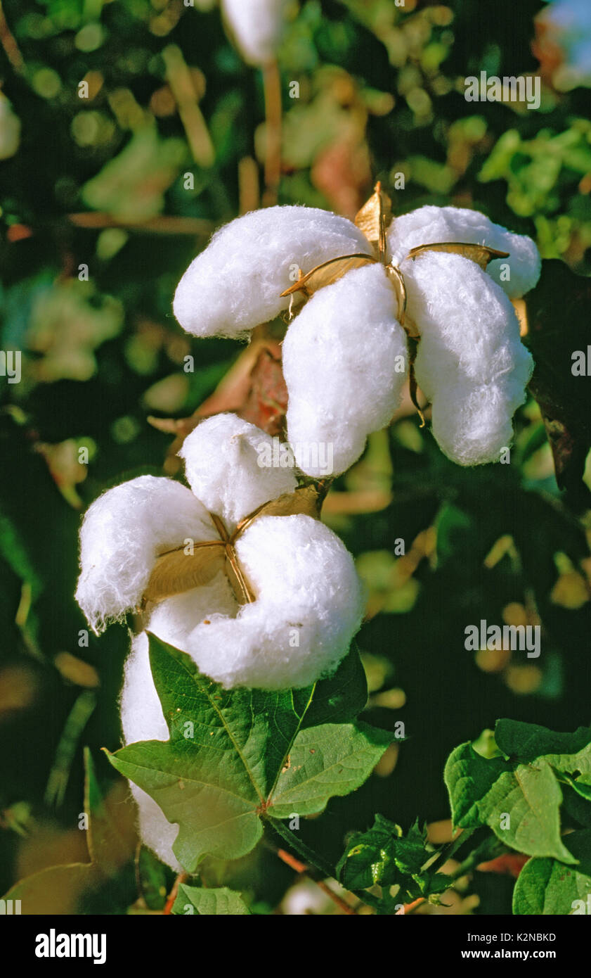 cotton farming in Australia Stock Photo Alamy