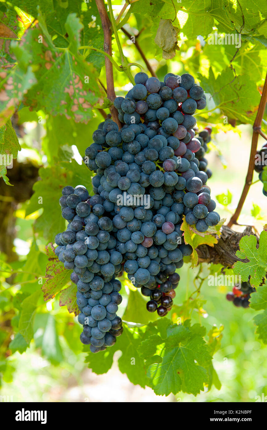 red and black grapes Stock Photo