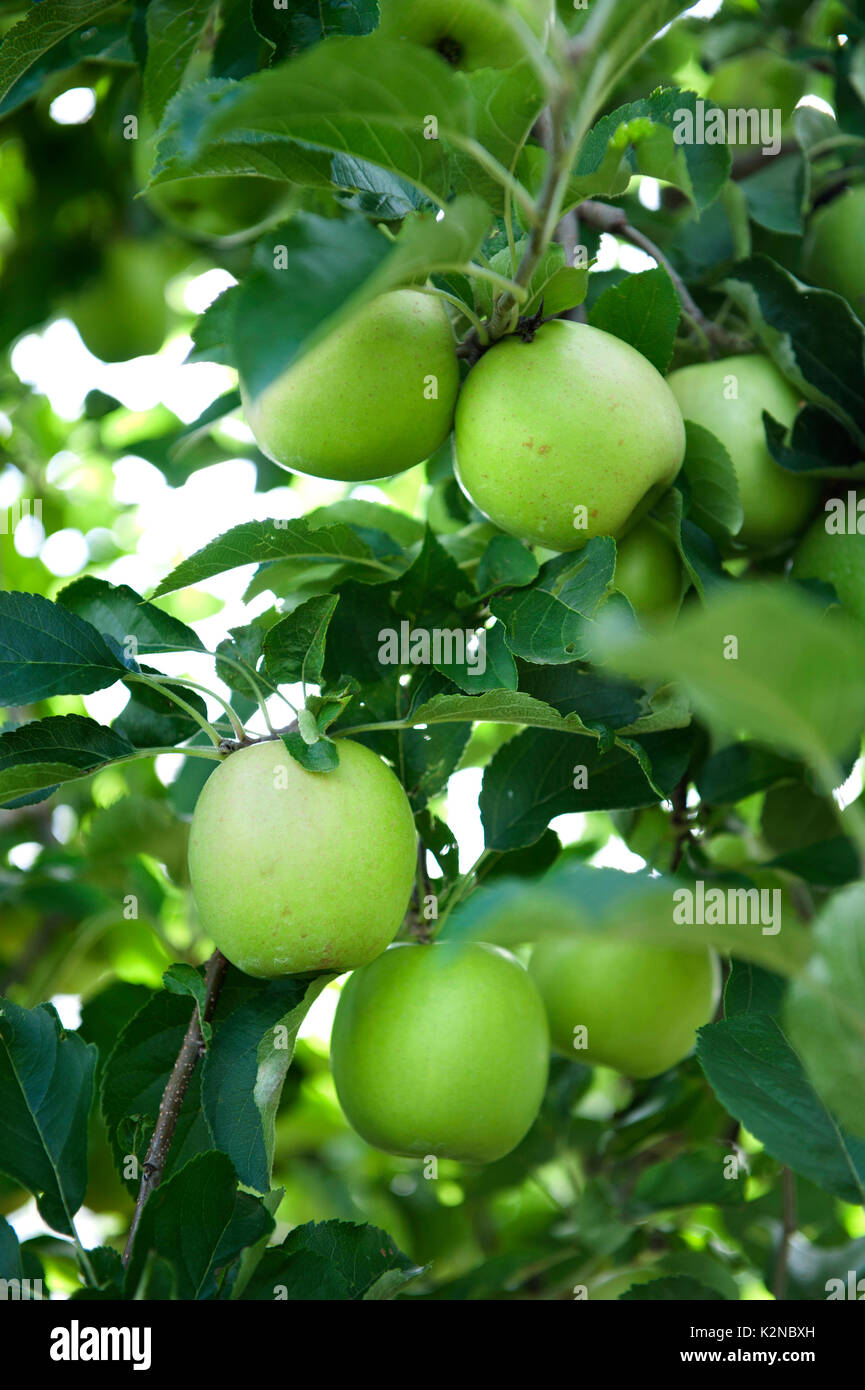 granny smith apples on trees Stock Photo Alamy