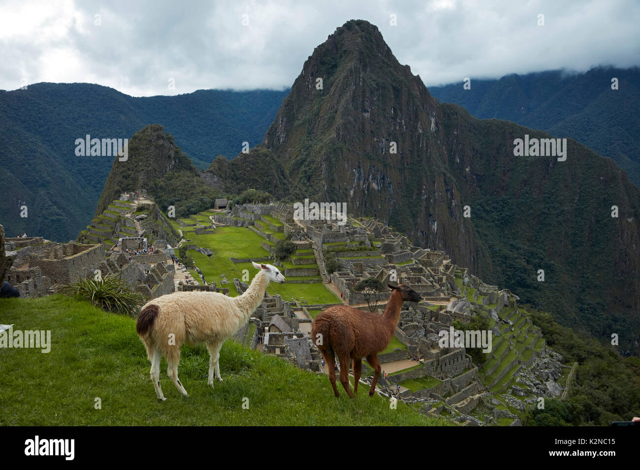 Machu Picchu Llama: The Inca Trail of the Sacred Llamas