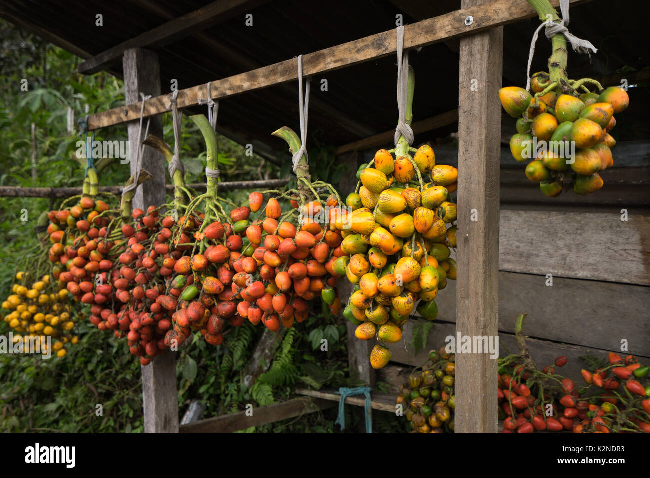 peach palm fruit Stock Photo Alamy