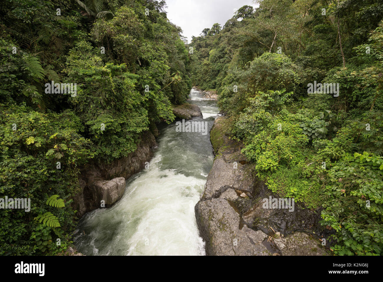 river through the jungle in the Ecuadorian Amazon area Stock Photo - Alamy