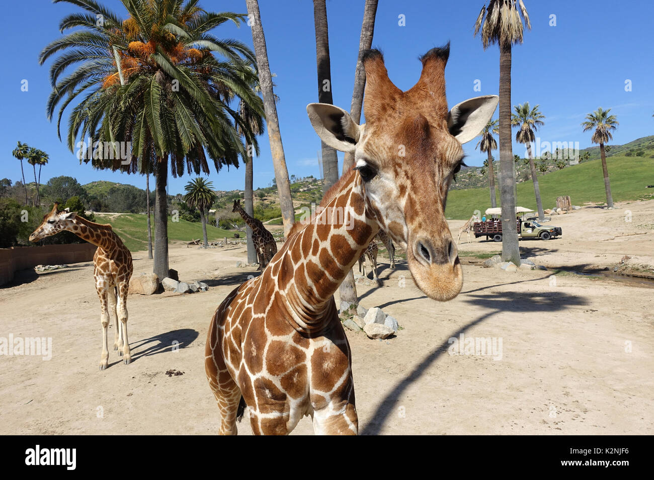 San Diego Zoo Safari Park - There are over 2,000 animals just hanging out here in big open spaces. Stock Photo