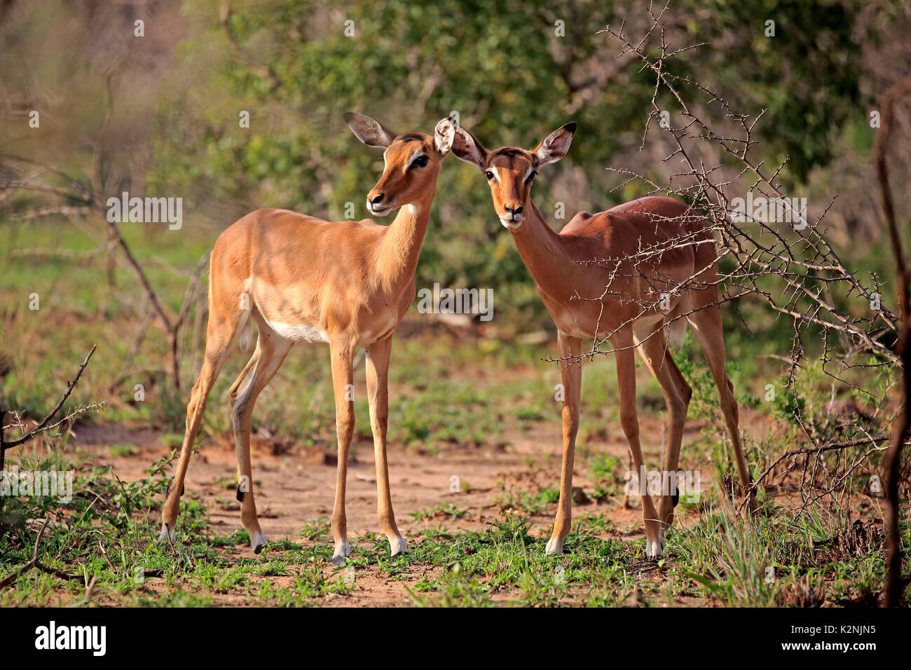 Females Impala High Resolution Stock Photography and Images - Alamy