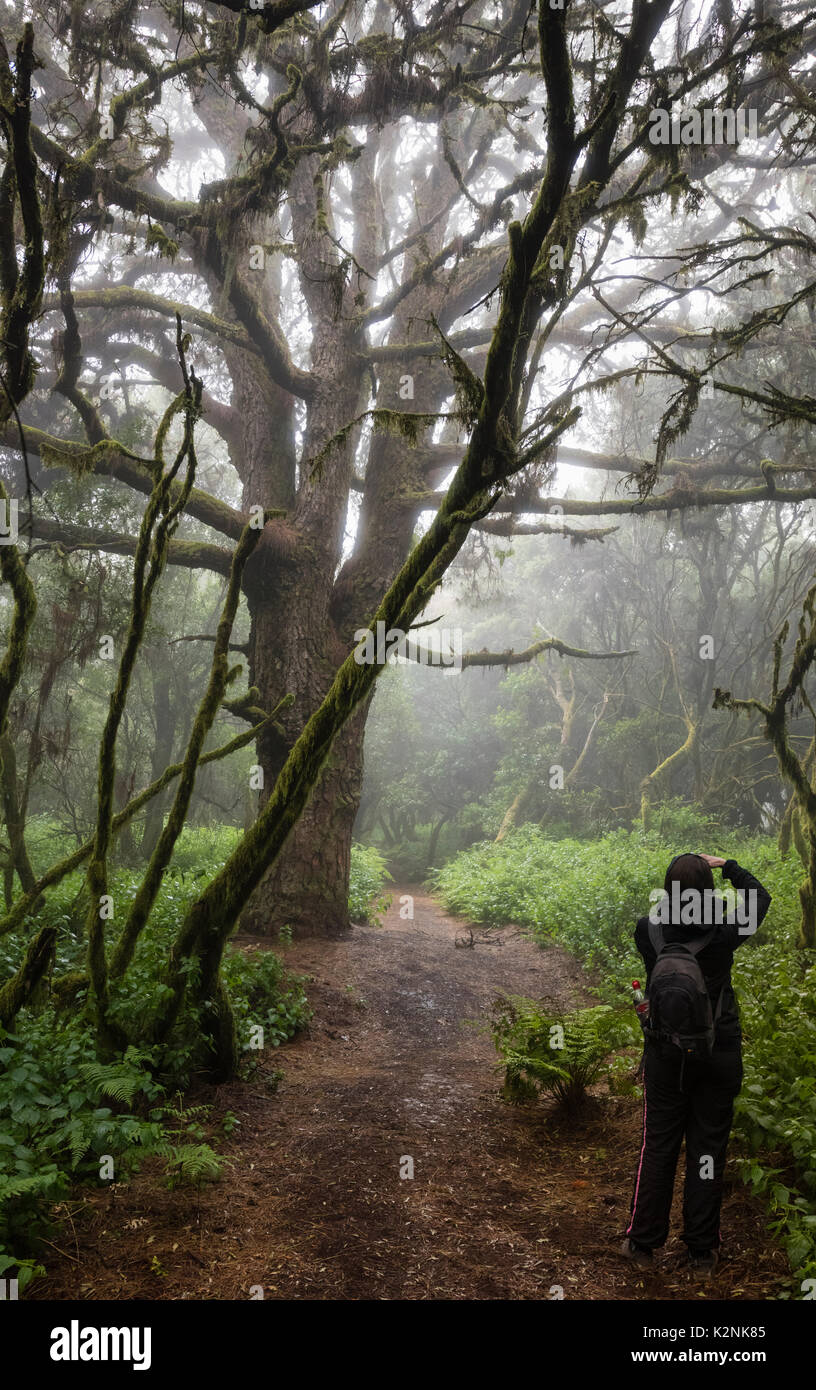Tourists takes pictures of trees in fog forest, laurel forest, Raya la Llania, El Hierro, Canary Islands, Spain Stock Photo
