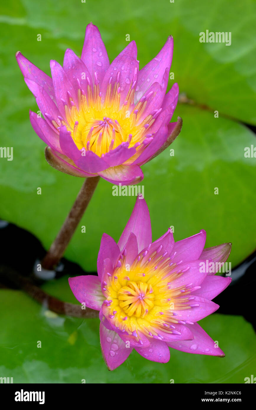 Water lily (Nymphaea), flowers with rain drops, Germany Stock Photo