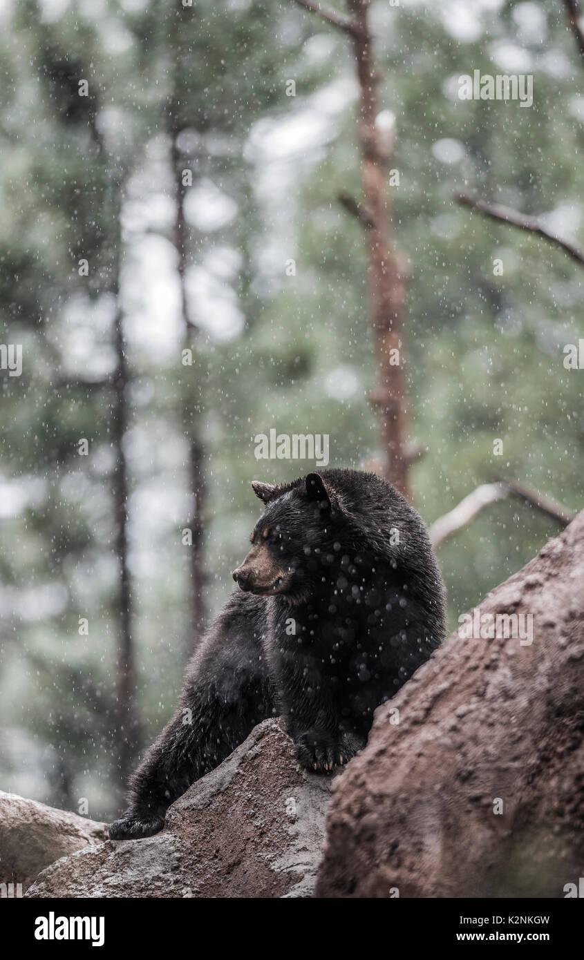 Black bear north america yosemite national park california wildlife