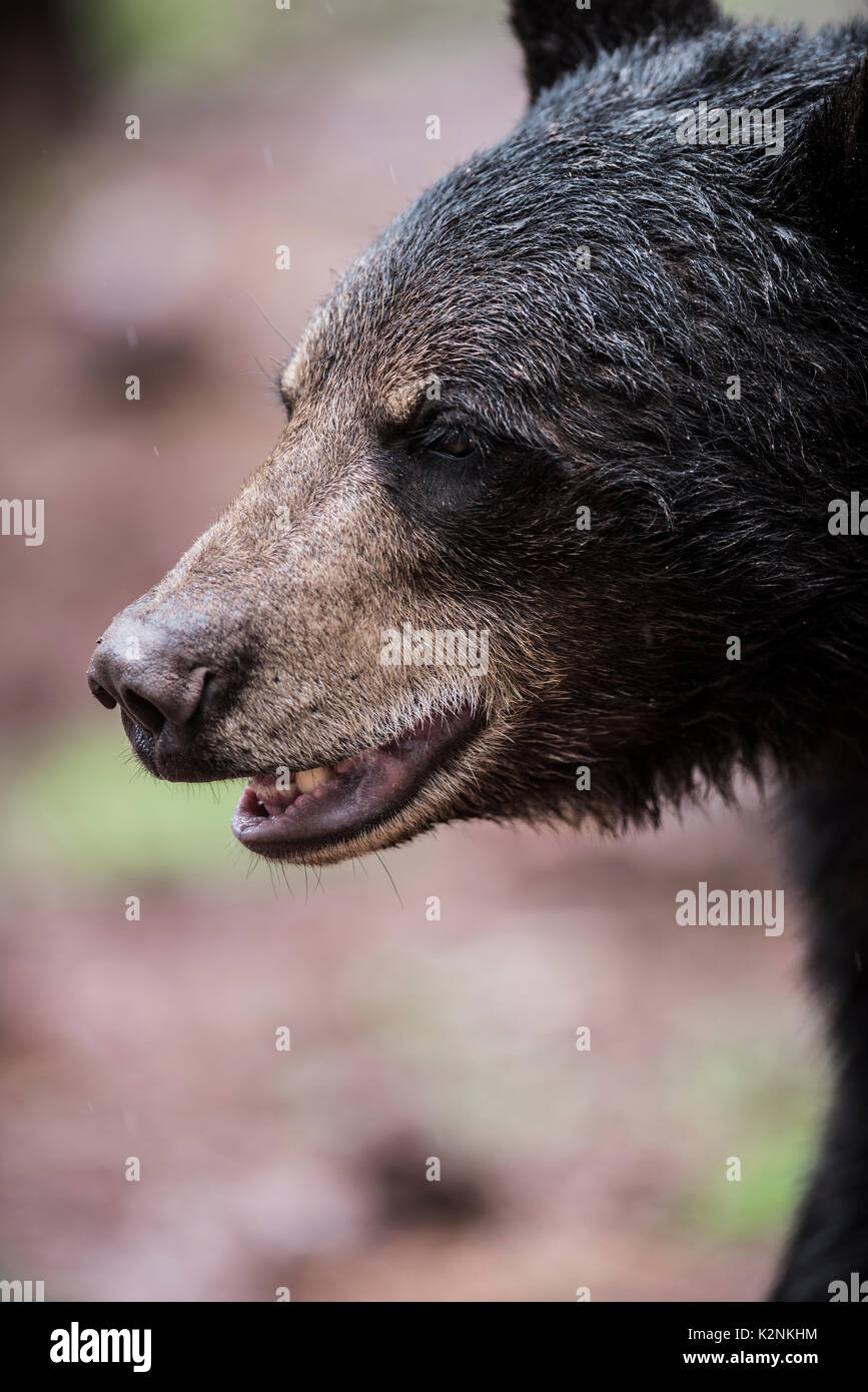 Black bear north america yosemite national park california wildlife