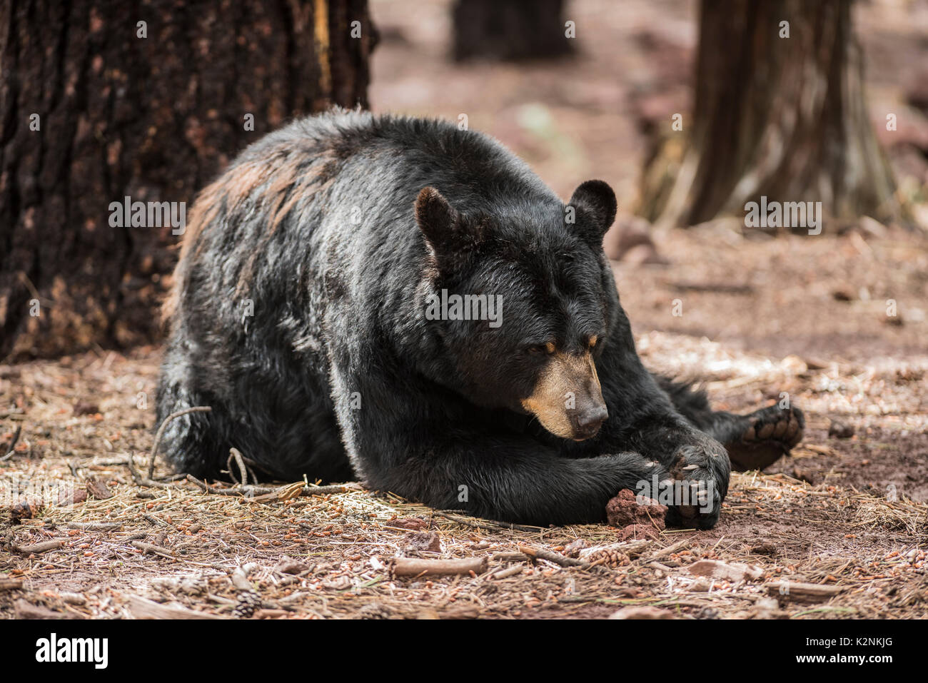 Grizzly bear attack hires stock photography and images Alamy