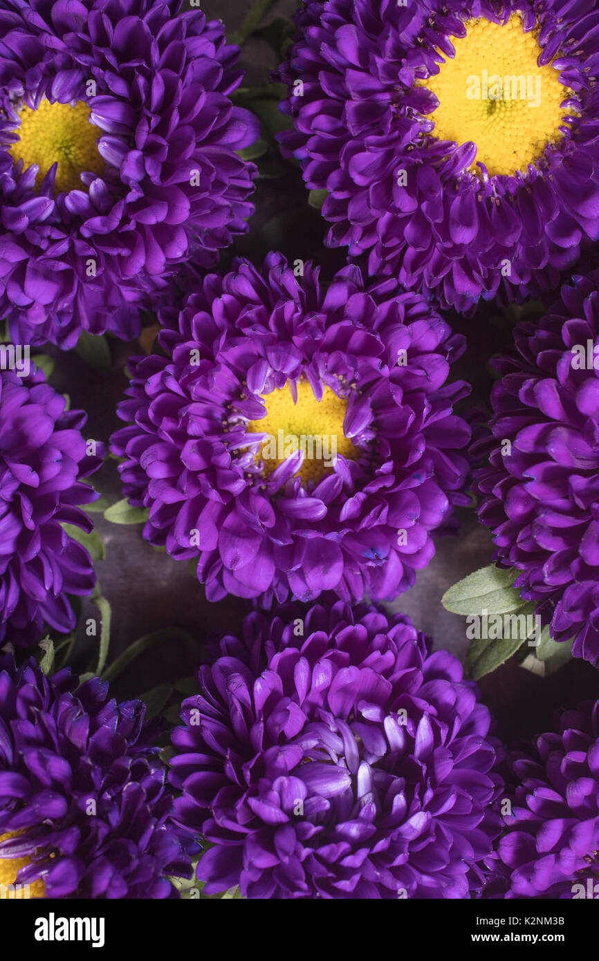 Purple Aster Matsumoto flower on a bed of plantain banana chips set as a background Stock Photo