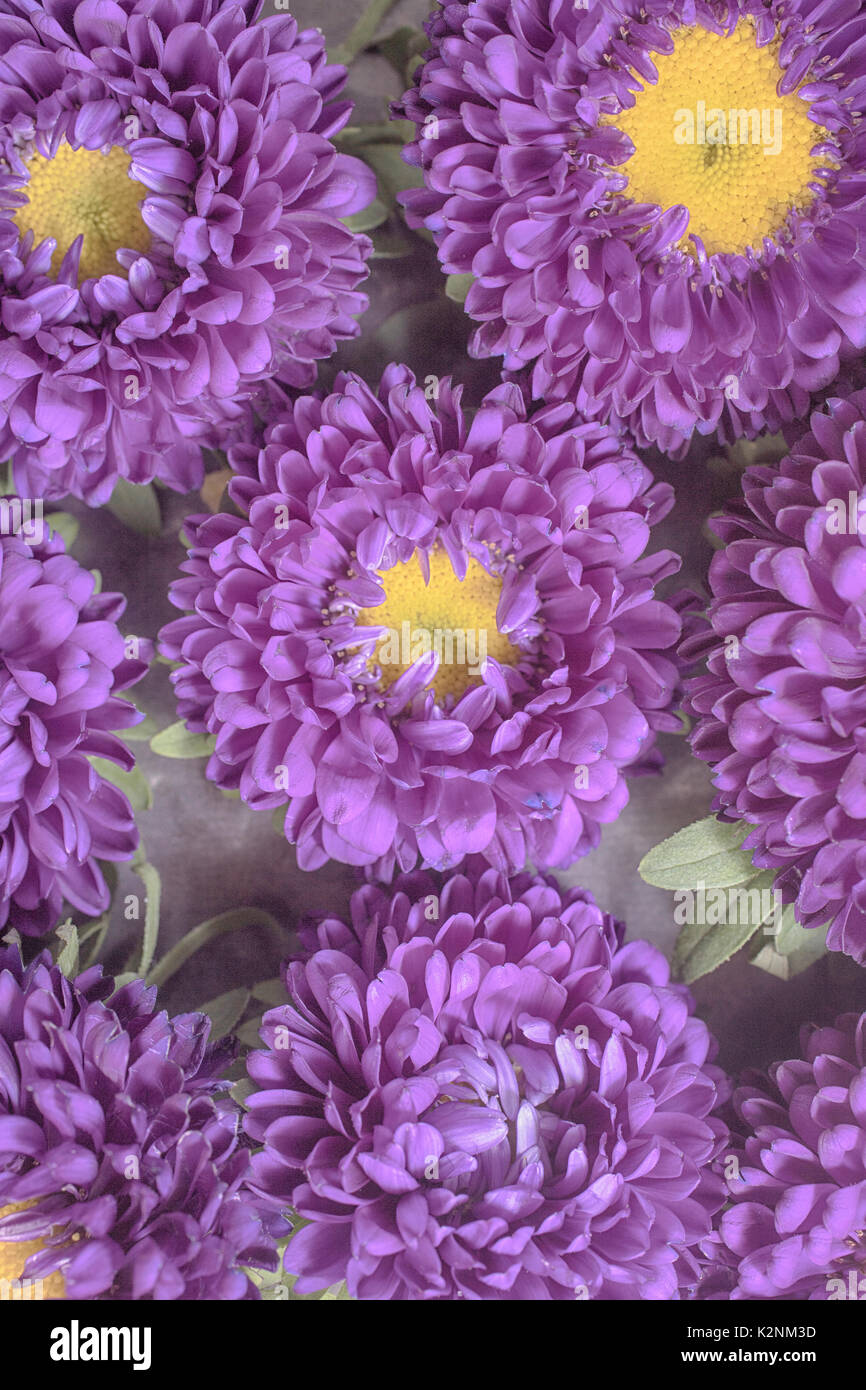 Purple Aster Matsumoto flower on a bed of plantain banana chips set as a background Stock Photo