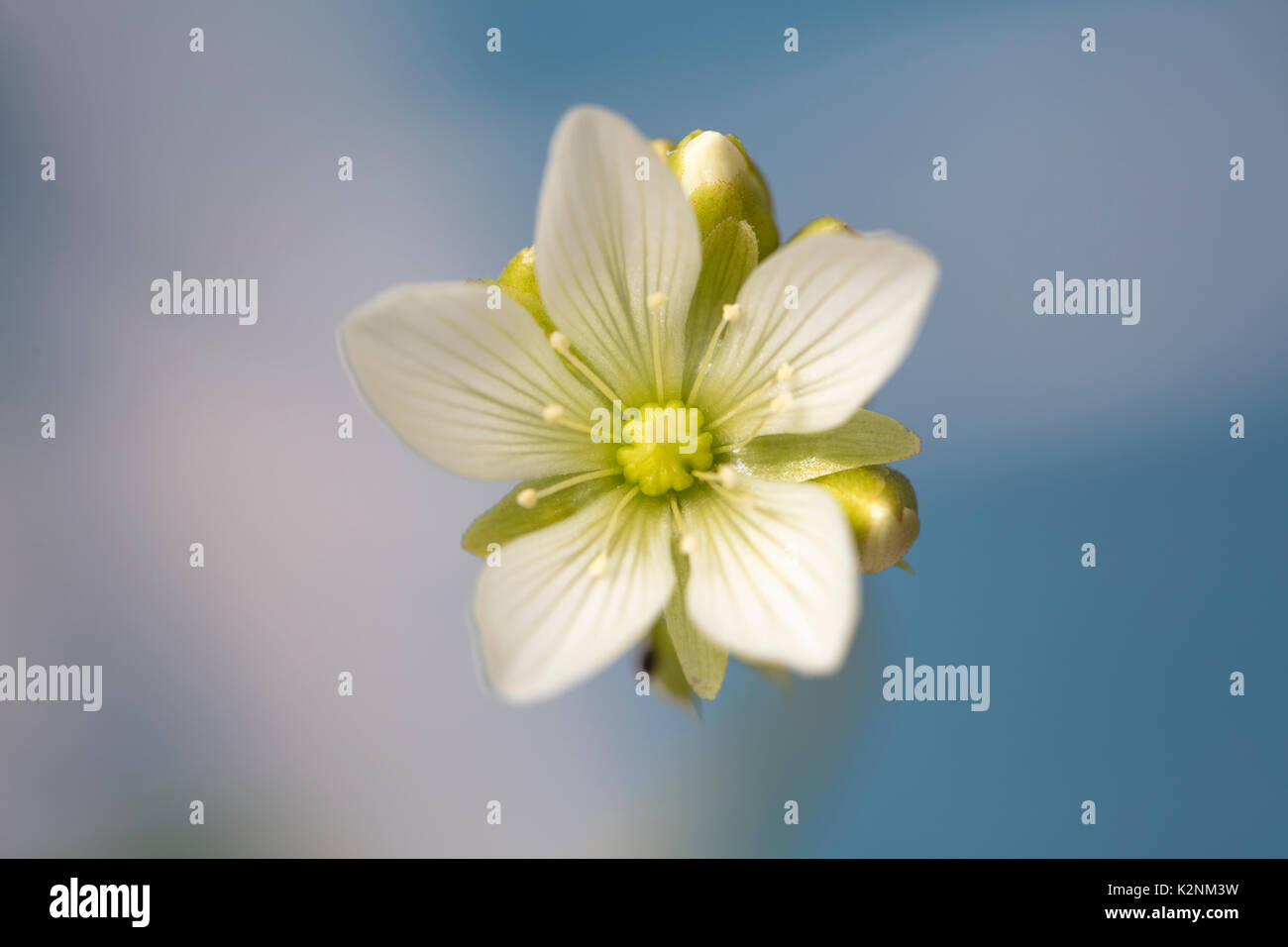 Venus Flytrap flower with soft white petals in full bloom Stock Photo
