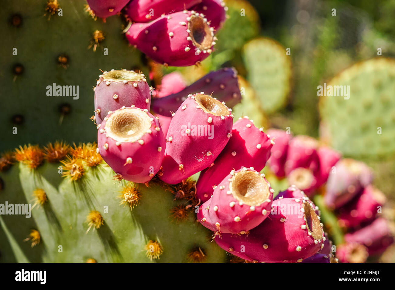 prickly pear cactus flower edible
