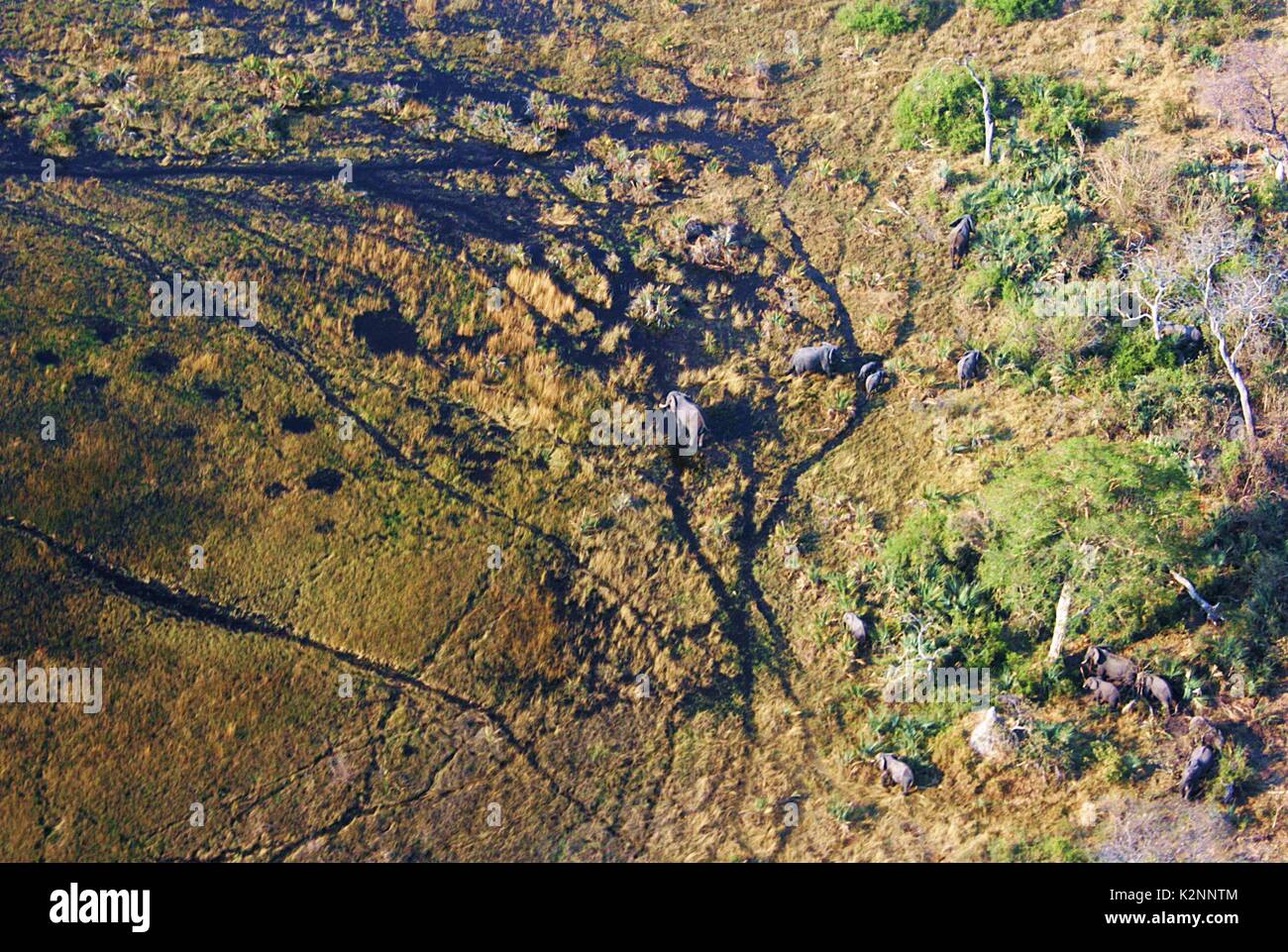 An aerial view of a herd of African Elephants crossing the flooded Okavango Delta, in Botswana Stock Photo