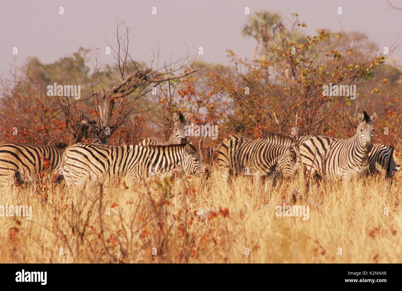A herd of grazing Burchell's Zebras in the Okavango Delta, Botswana Stock Photo