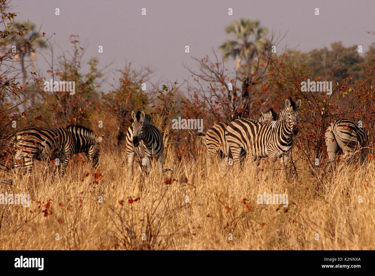 A herd of Burchell's Zebras in the middle of the Okavango Delta, Botswana Stock Photo