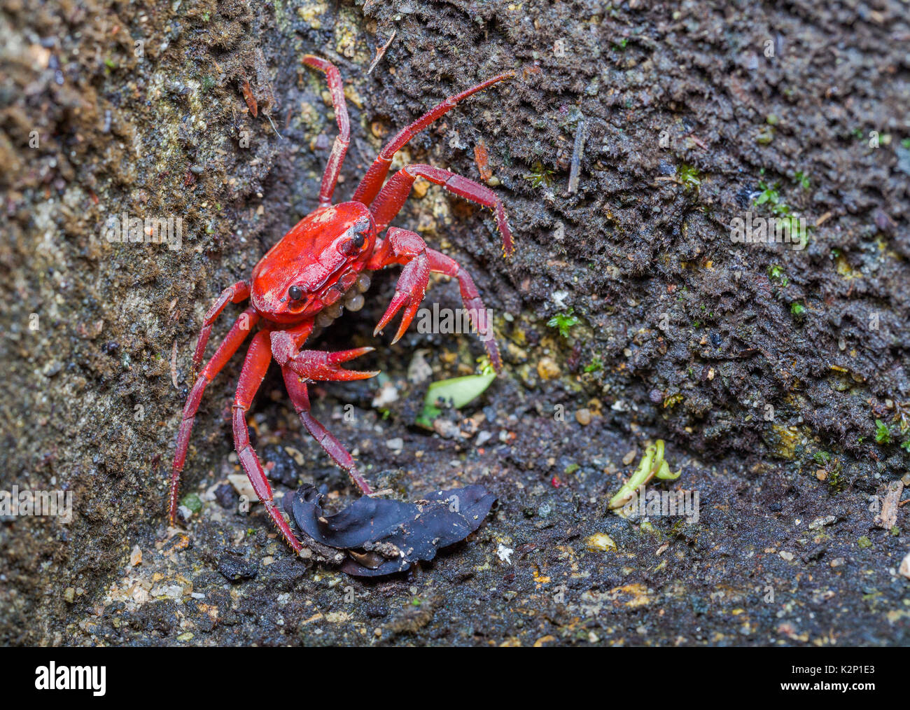 red crab with her eggs near waterfall.red crabs are inhabited by