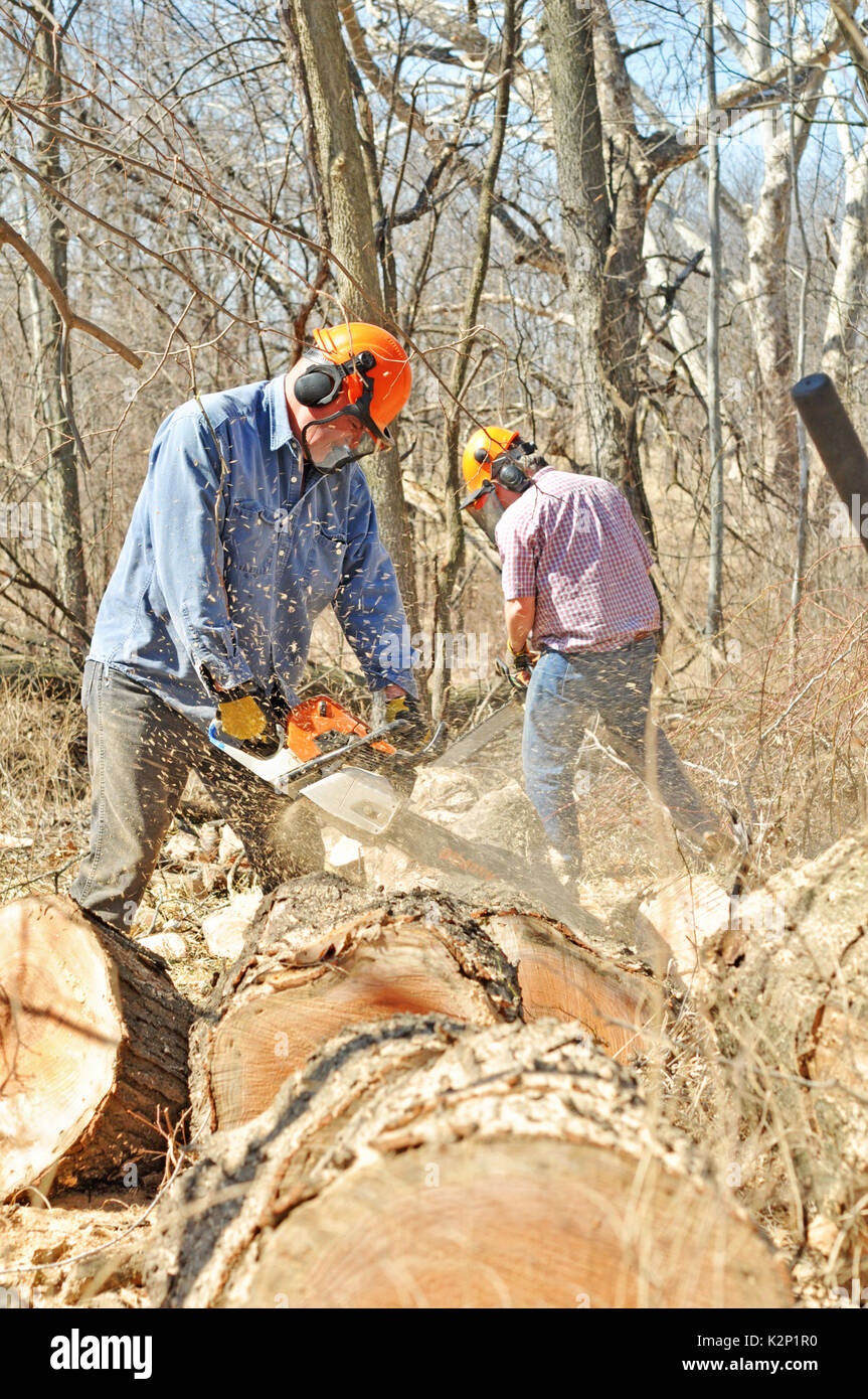 Two loggers use chainsaws to cut trees up Stock Photo