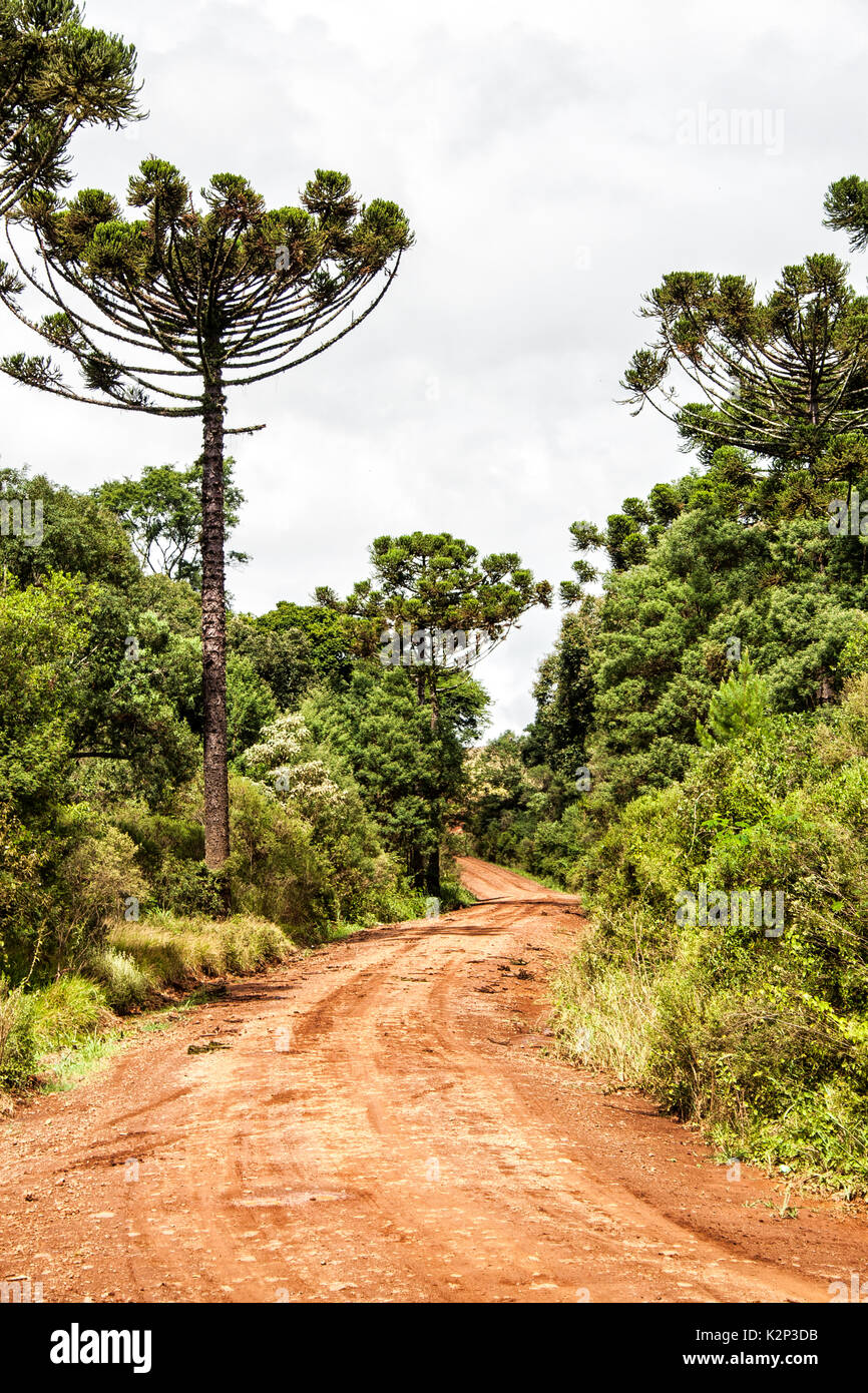 Ouro Verde Santa Catarina fonte: c8.alamy.com