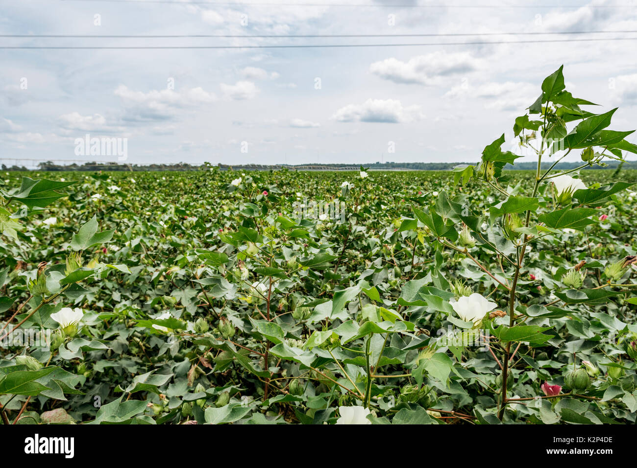 Large cotton farm in central Alabama, USA, at mid season peak showing healthy growth, or high cotton. The cotton plants are in full bloom. Stock Photo