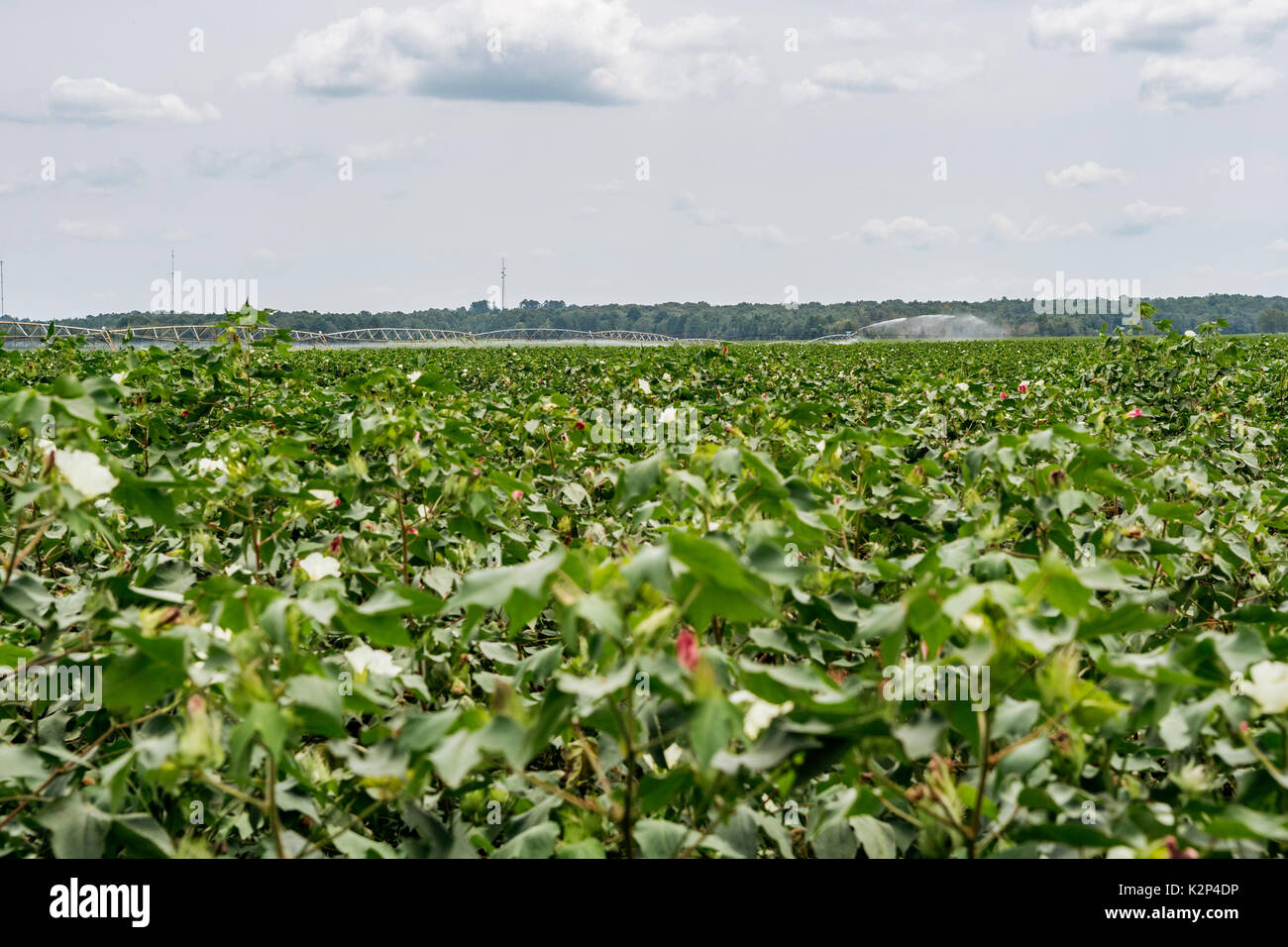 Large cotton farm in central Alabama, USA, at mid season peak showing healthy growth, or high cotton. The cotton plants are in full bloom. Stock Photo