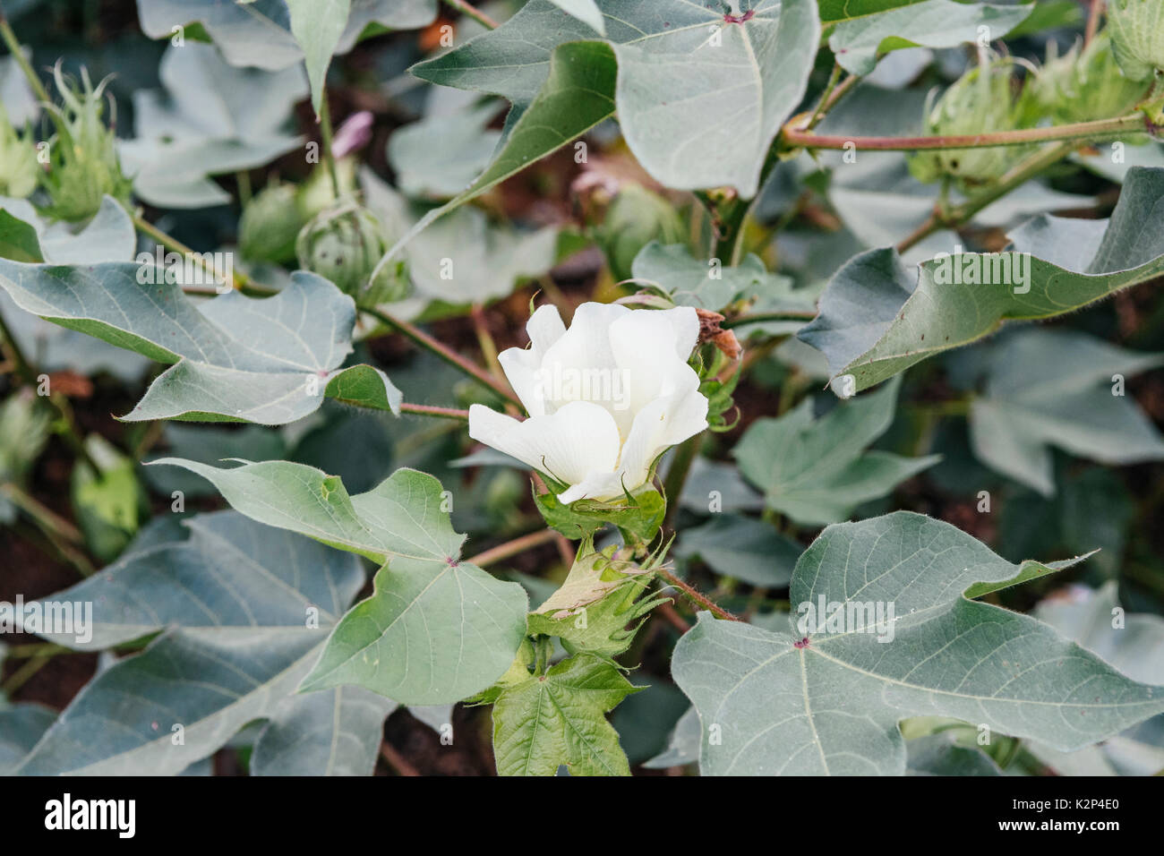 Close up of cotton plant flowering in mid season showing healthy growth for the crop in Shorter, central Alabama, USA. Stock Photo