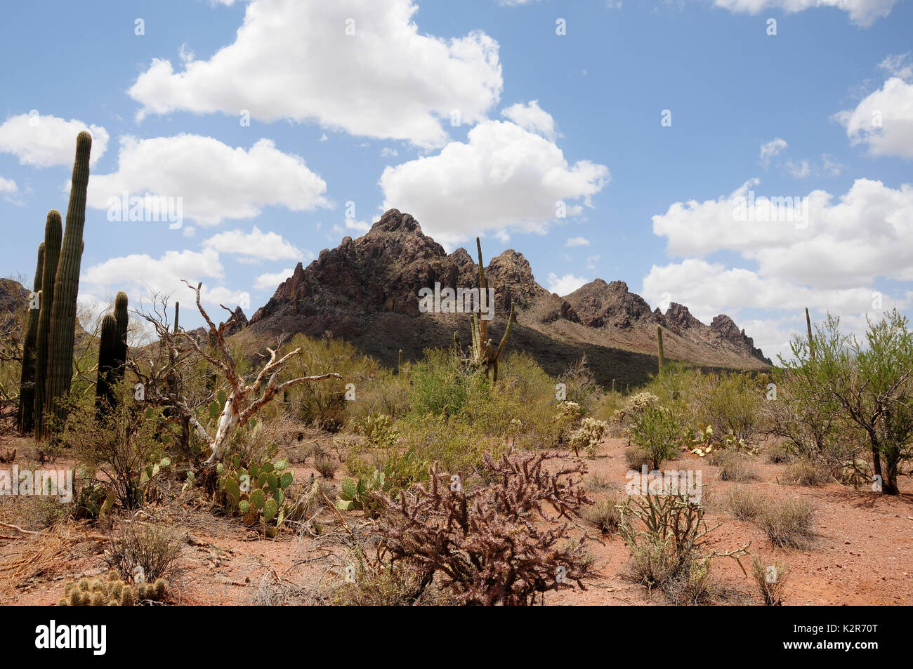 Sonoran Desert, Ironwood Forest National Monument, Eloy, Arizona, USA