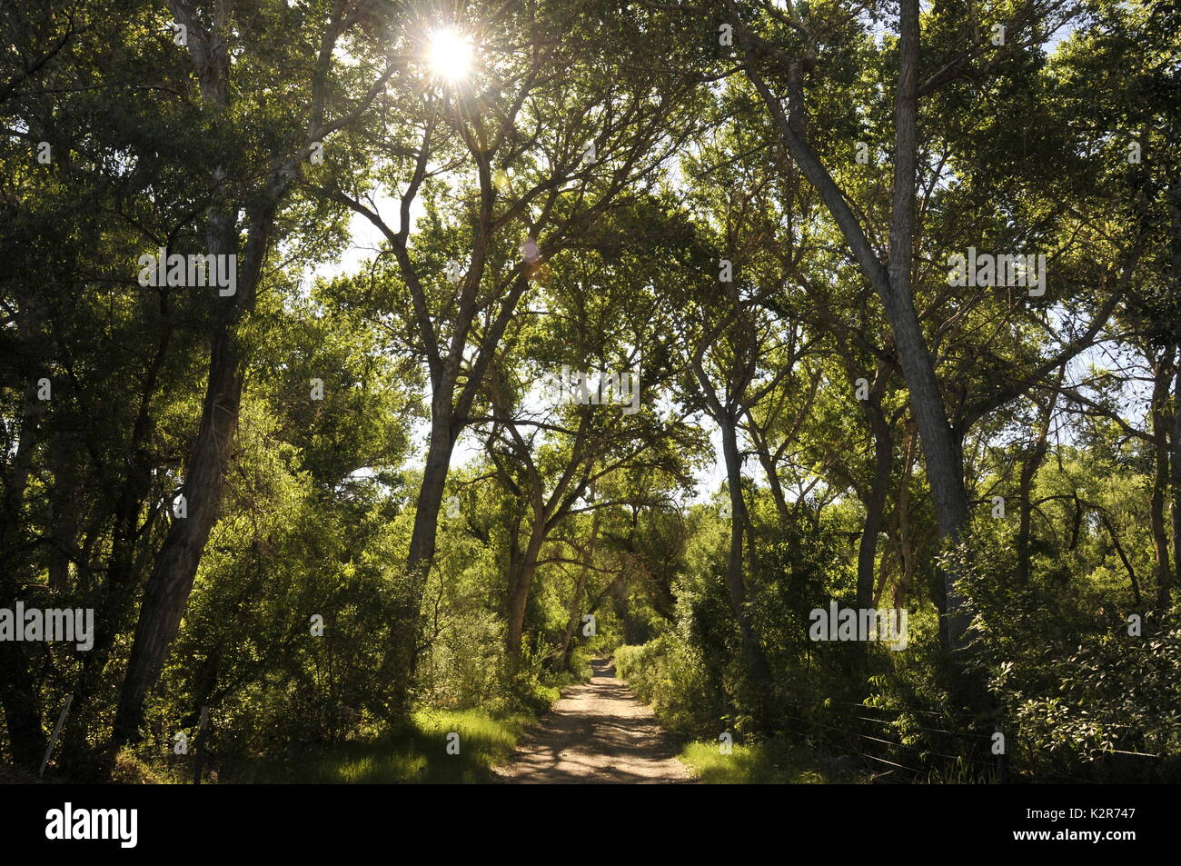 Trees in a riparian area cover the Anza Trail along the Santa Cruz River, Tubac, Arizona, USA. Stock Photo