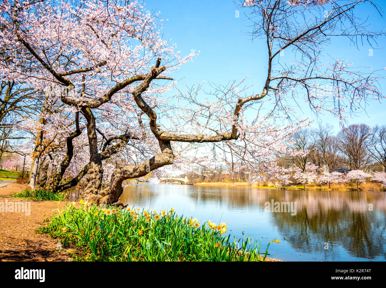 Colorful spring background with cherry trees, yellow flowers, and river