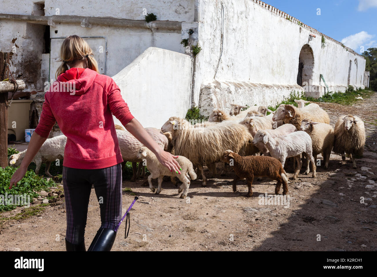 Girl and sheeps Stock Photo
