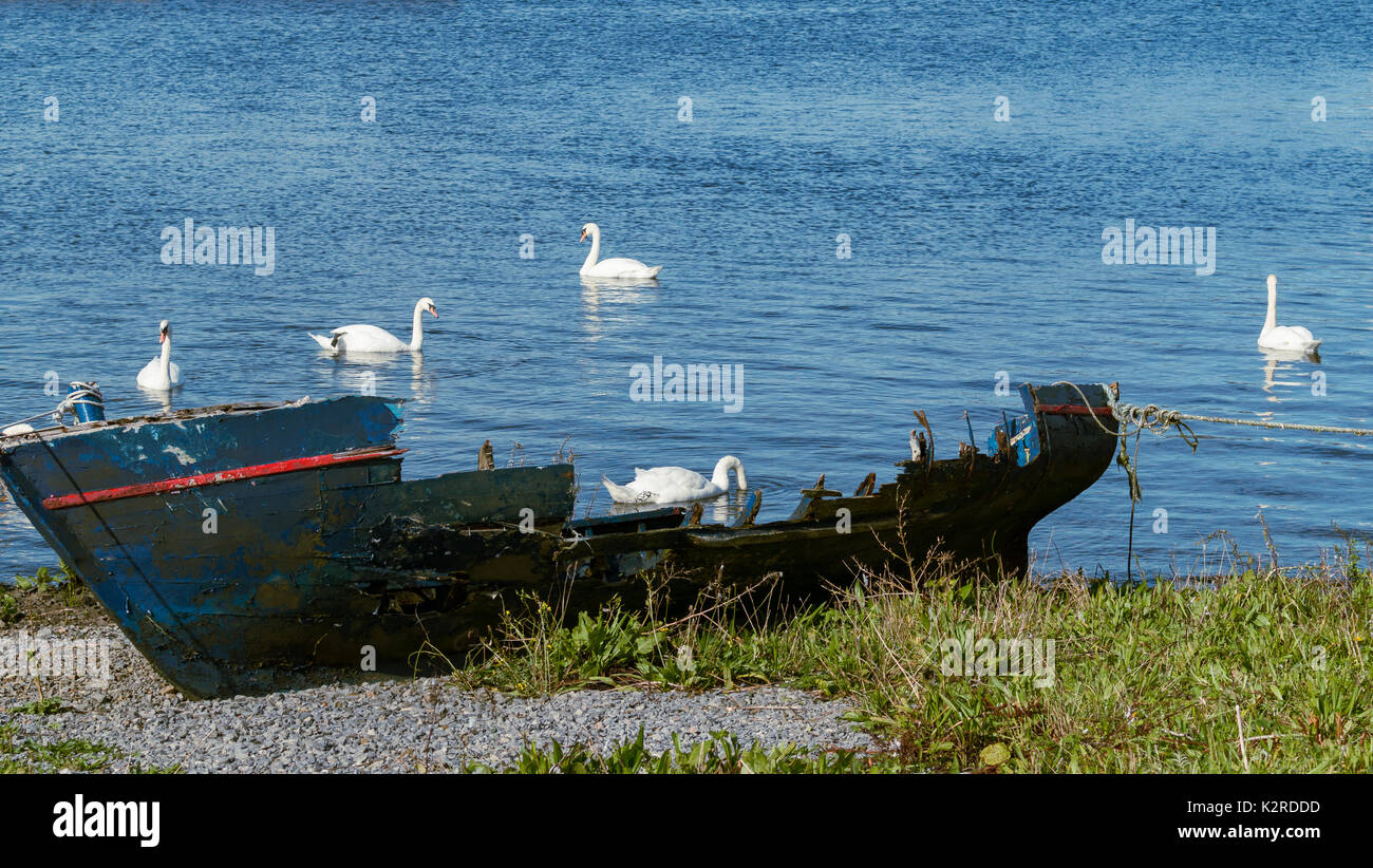 Swans swimming near the ruined hull of a Galway hooker near the Claddagh in Galway Bay. Stock Photo
