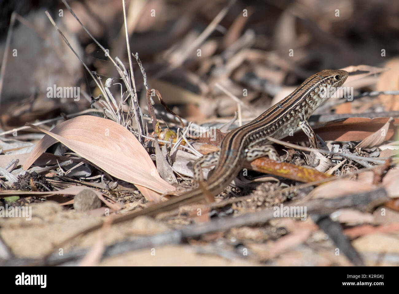 Spalding's Striped Skink and a clear view of the ear opening. Stock Photo