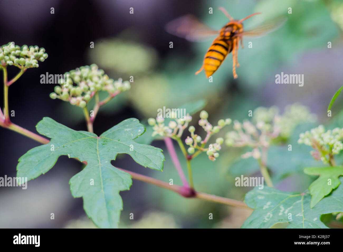 A hornet flies away from the camera after resting on a leaf. Stock Photo