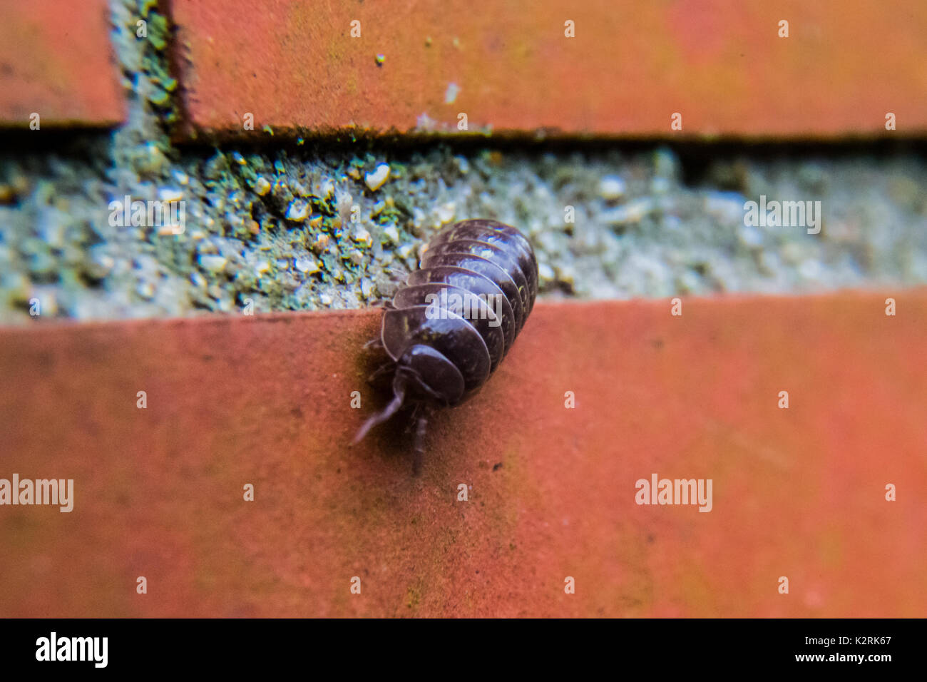 A Pill Bug On A Brick Garden Wall In Oiso Japan On A Rainy Day