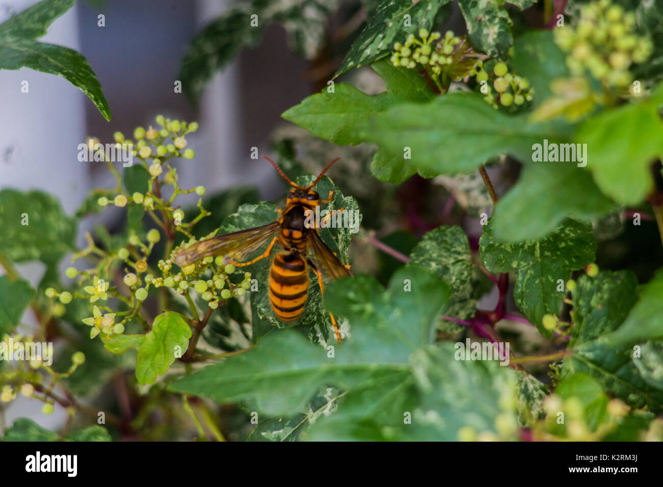 A Japanese giant hornet rests on some small flowerbuds on a walk in Oiso, Japan Stock Photo