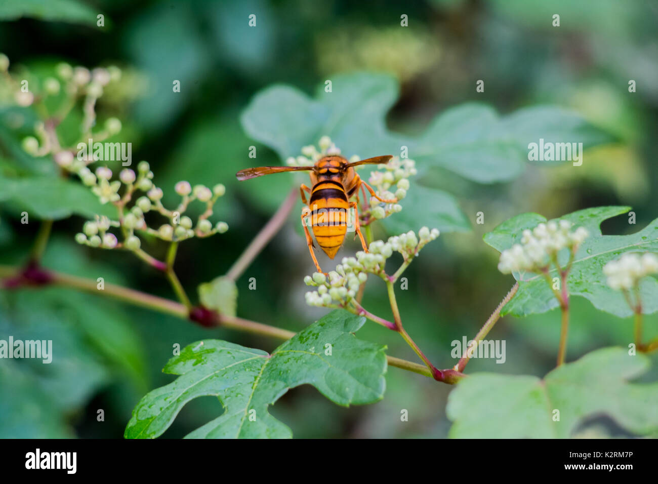 A Japanese giant hornet rests on some small flowerbuds on a walk in Oiso, Japan Stock Photo