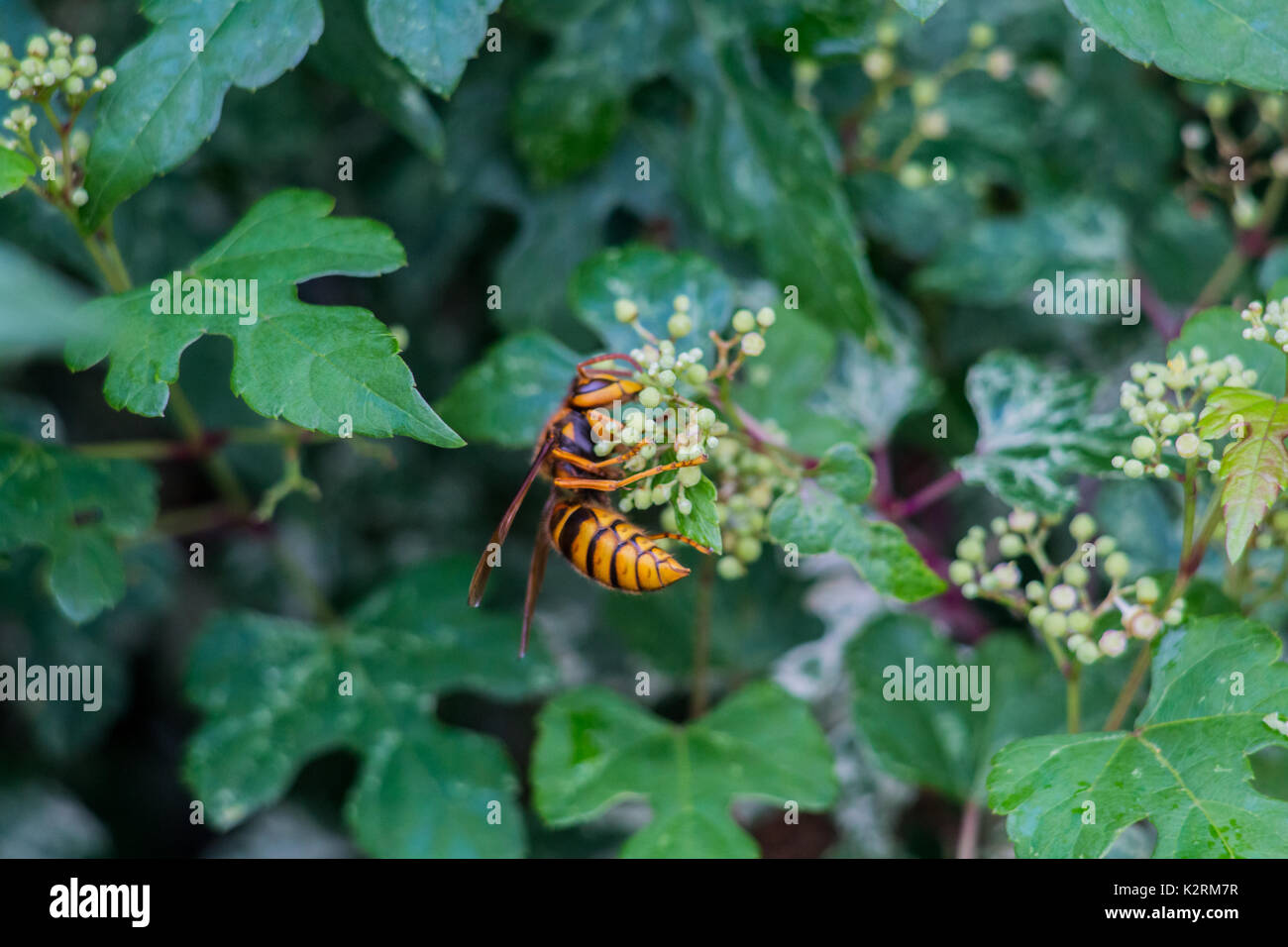 A Japanese giant hornet rests on some small flowerbuds on a walk in Oiso, Japan Stock Photo