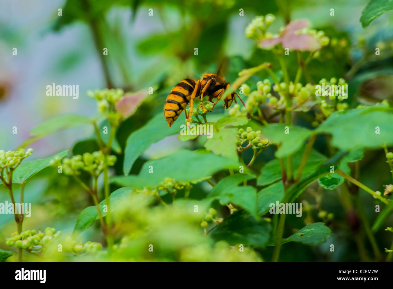 A Japanese giant hornet rests on some small flowerbuds on a walk in Oiso, Japan Stock Photo