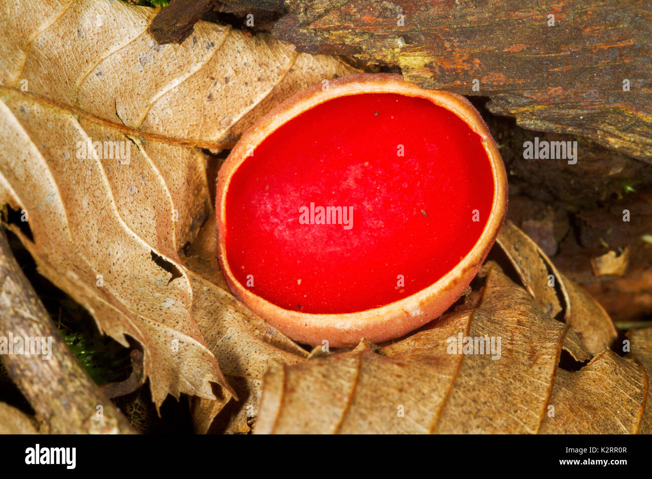 Close-up of the scarlet elf cup on the forest floor Stock Photo