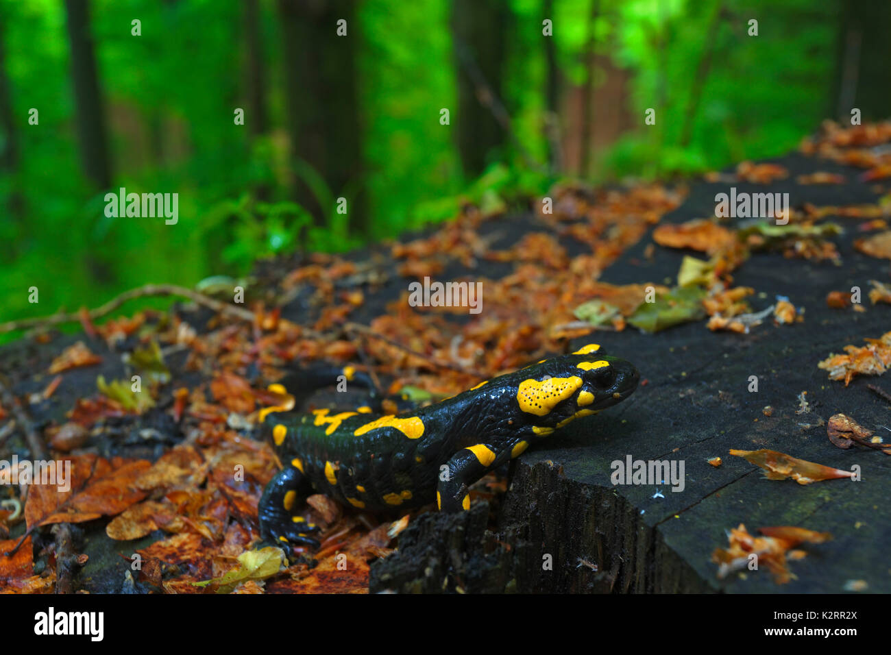 The fire salamander in the wet forest after the rain Stock Photo