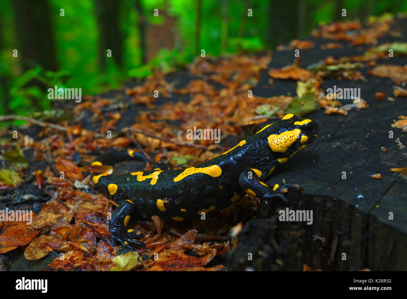 The fire salamander in the wet forest after the rain Stock Photo