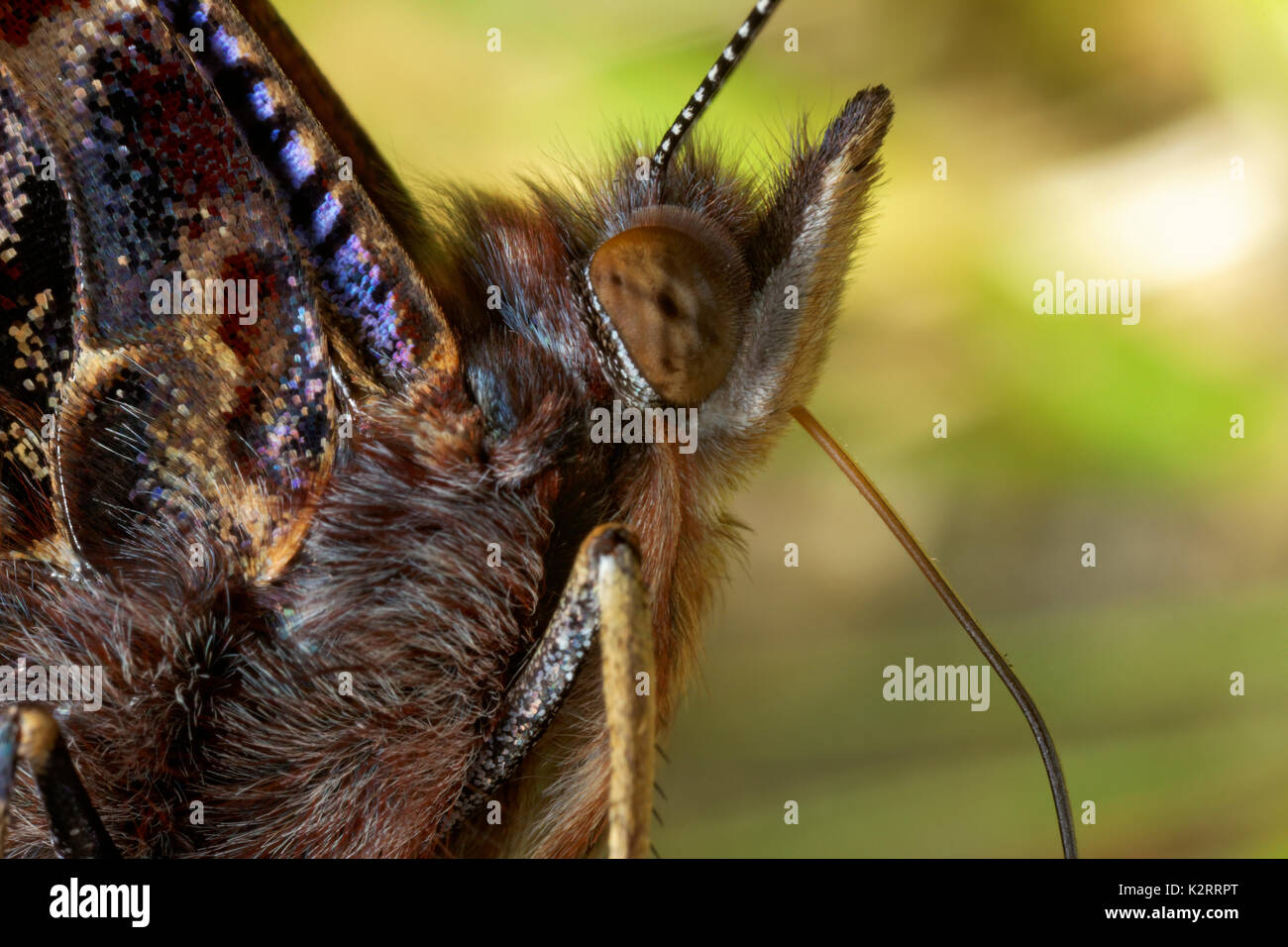 the red admiral portrait Stock Photo Alamy