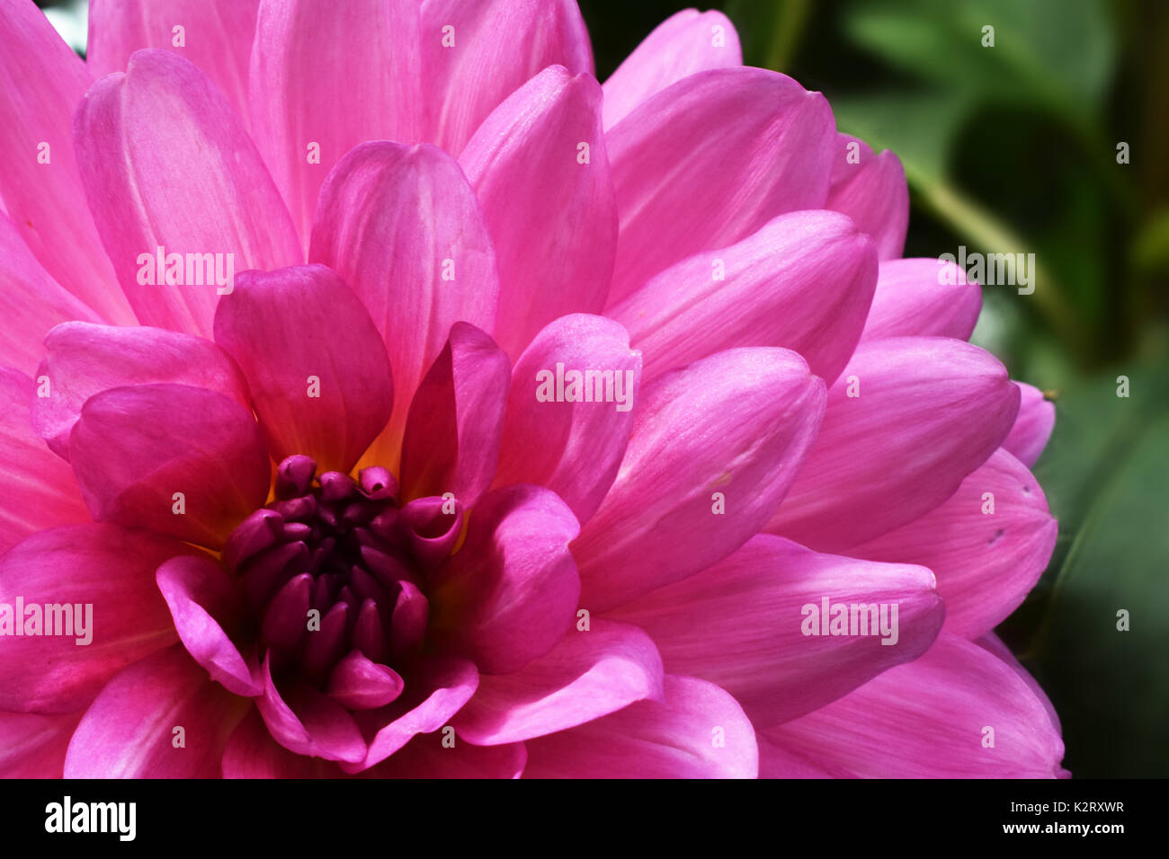 Dahlia purple hi-res stock photography and images - Alamy