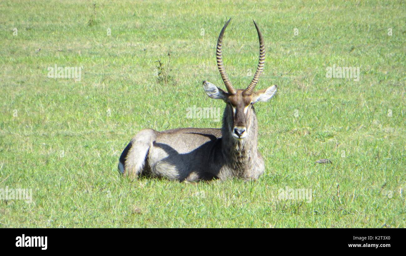A Male Water Buck In South Africa Stock Photo Alamy a-male-water-buck-in-south-africa-stock-photo-alamy