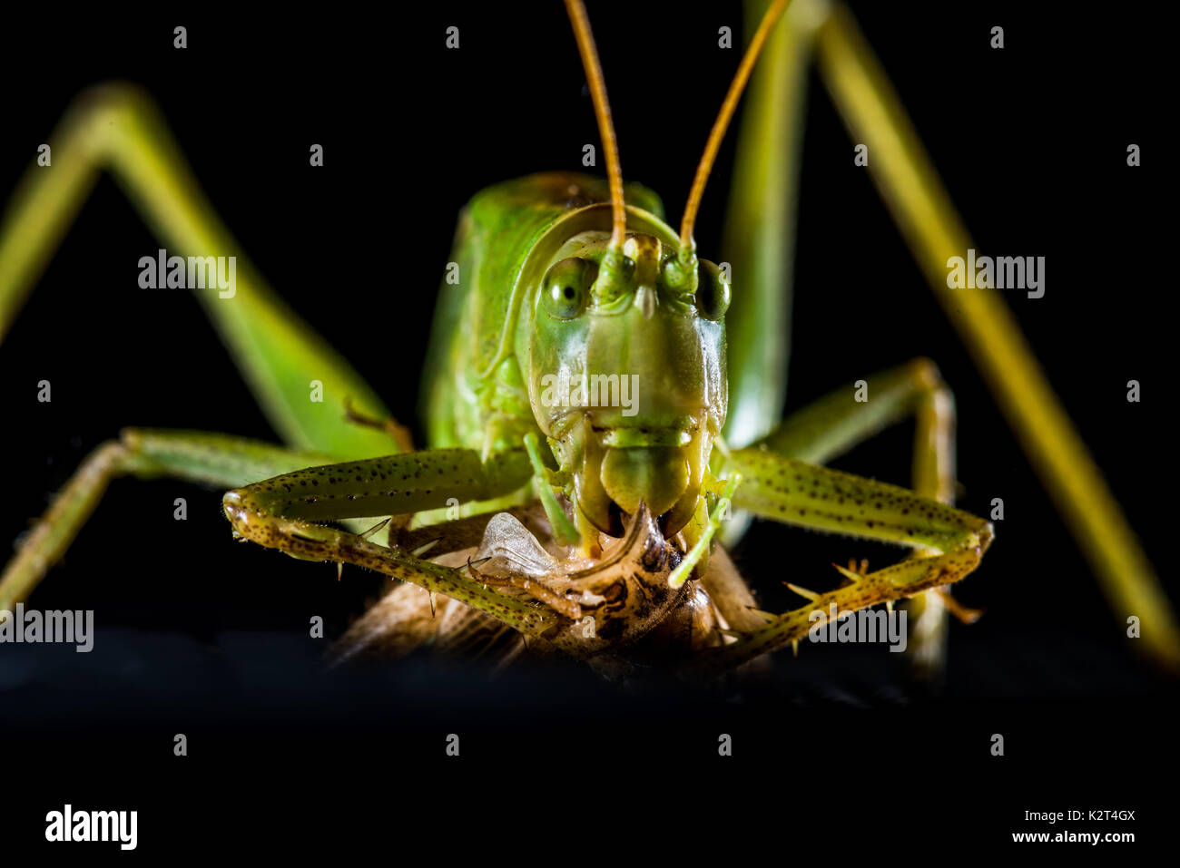 Green big Katydid  Leaf Bug Grasshopper mystic Tettigonia viridissima Stock Photo