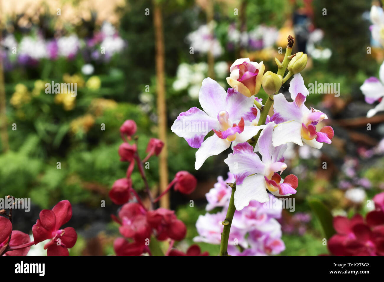 White flower wallpaper hi-res stock photography and images - Alamy