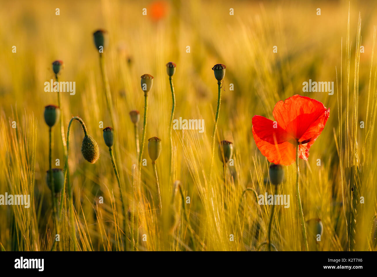 Flower seed pods hires stock photography and images Alamy