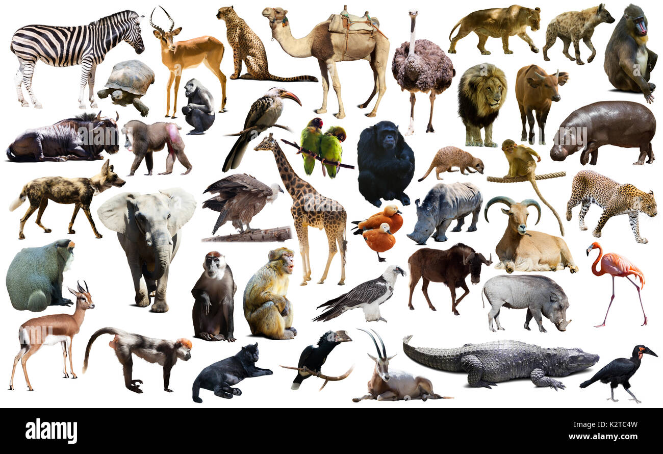 Set Of Different African Animals Isolated Over White Stock Photo Alamy