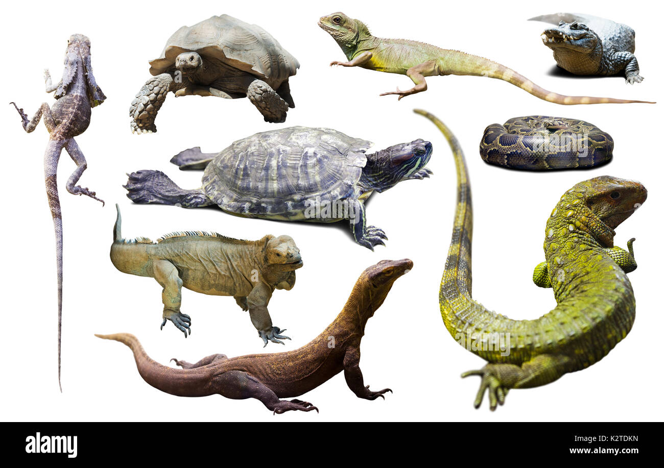 Various camouflage Cut Out Stock Images Pictures Alamy