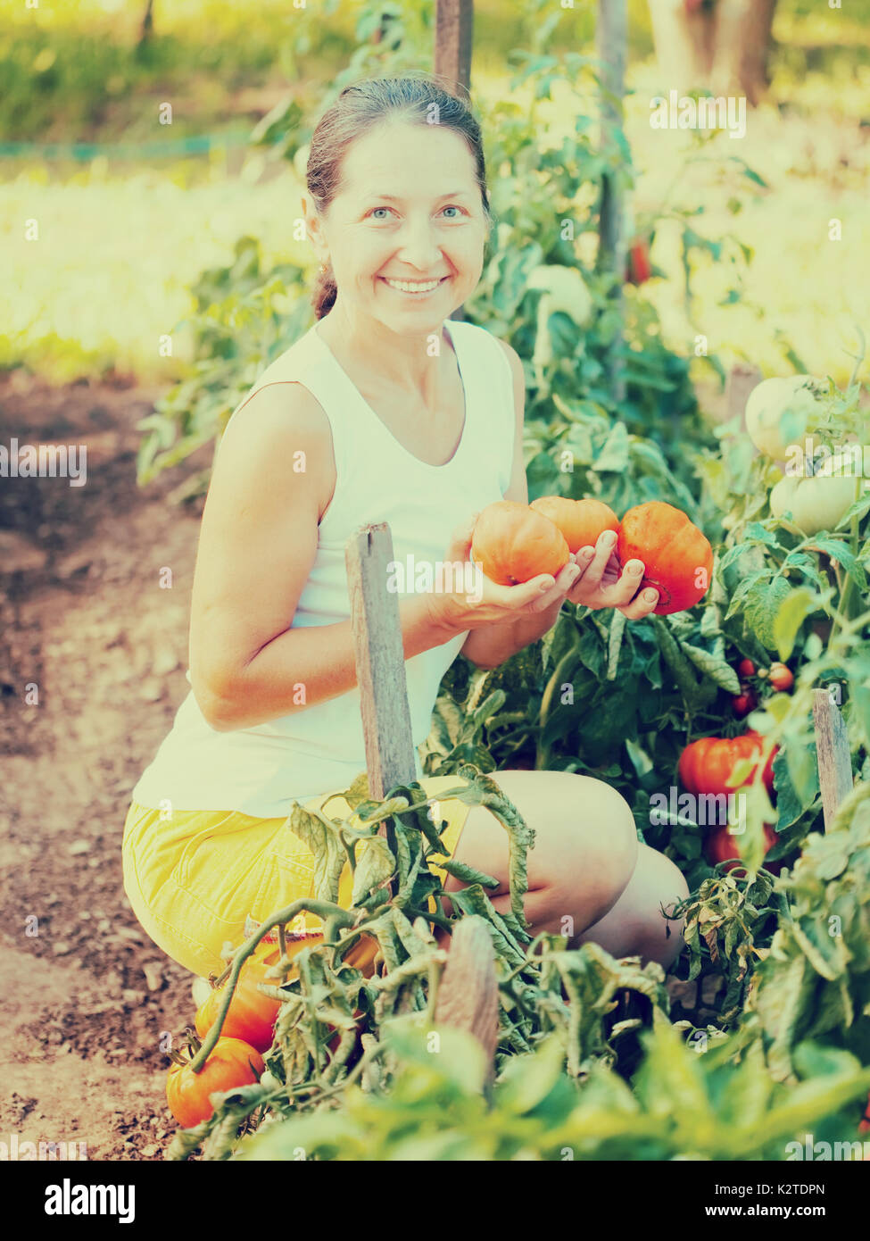 Mature woman picking tomato in plants Stock Photo - Alamy